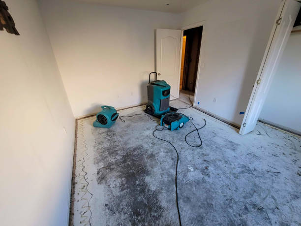 Best Carpet water damage restoration  in Pleasureville, KY