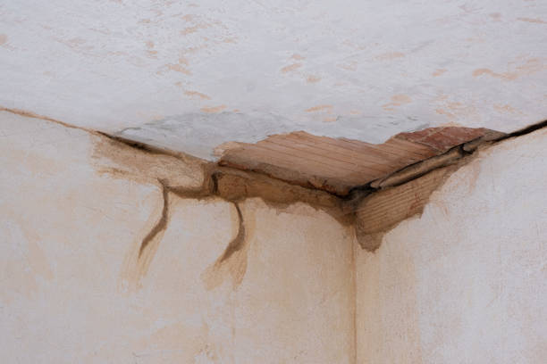 Best Mold removal after water damage  in Pleasureville, KY