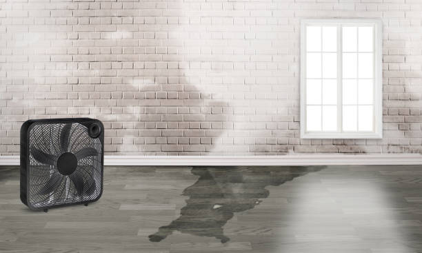 Best Local water damage restoration  in Pleasureville, KY
