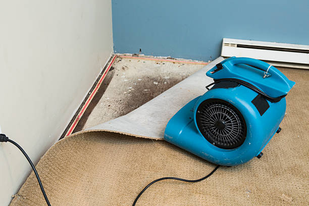 Best Water damage cleanup near me  in Pleasureville, KY